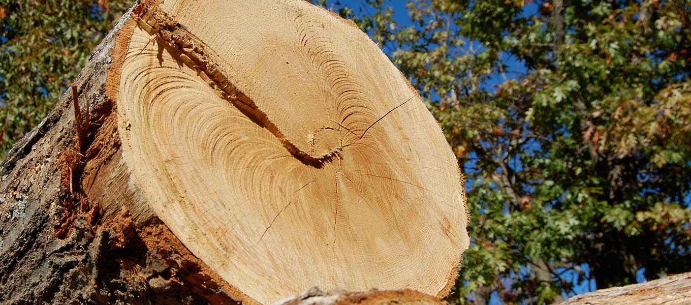 Kvalitní dřevo | Dubové řezivo